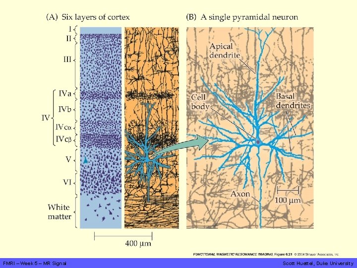 FMRI – Week 5 – MR Signal Scott Huettel, Duke University 