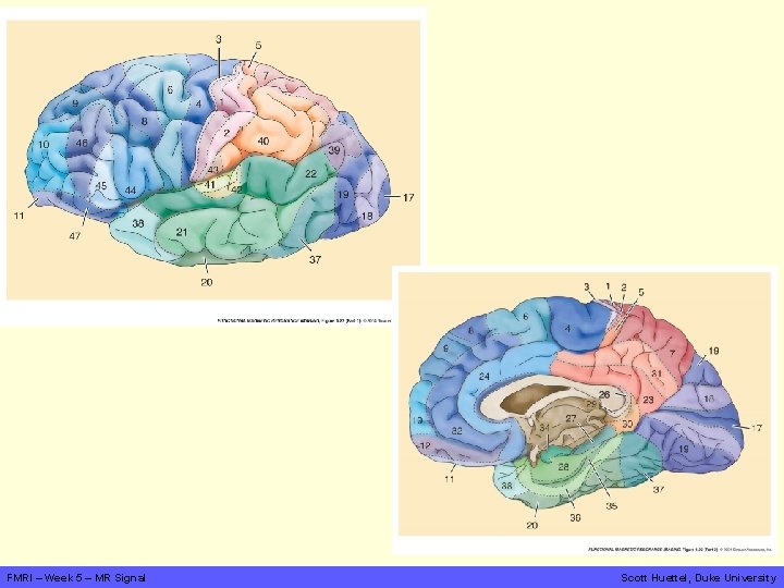 FMRI – Week 5 – MR Signal Scott Huettel, Duke University 