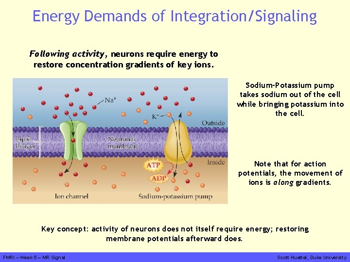 Energy Demands of Integration/Signaling Following activity, neurons require energy to restore concentration gradients of