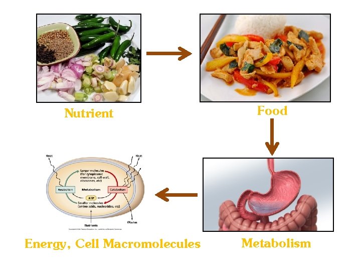 Nutrient Energy, Cell Macromolecules Food Metabolism 