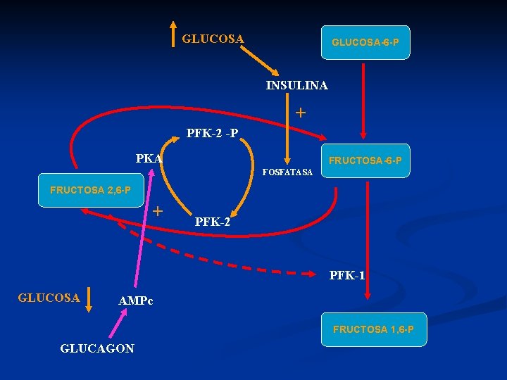 GLUCOSA-6 -P INSULINA + PFK-2 -P PKA FRUCTOSA-6 -P FOSFATASA FRUCTOSA 2, 6 -P