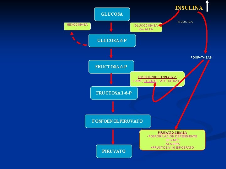 INSULINA GLUCOSA INDUCIDA HEXOCINASA - GLUCOCINASA Km ALTA GLUCOSA-6 -P FOSFATASAS FRUCTOSA 6 -P