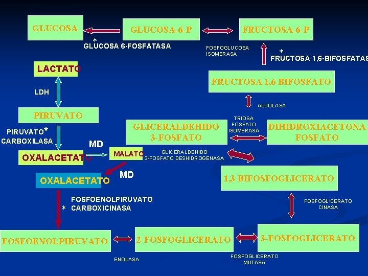 GLUCOSA-6 -P * GLUCOSA 6 -FOSFATASA FRUCTOSA-6 -P FOSFOGLUCOSA ISOMERASA * FRUCTOSA 1, 6