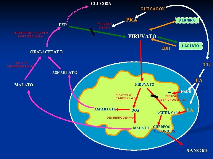 GLUCOSA GLUCAGON PEP PKA PIRUVATO CINASA FOSFOENOL-PIRUVATO CARBOXICINASA ALANINA PIRUVATO LDH OXALACETATO LACTATO MALATO