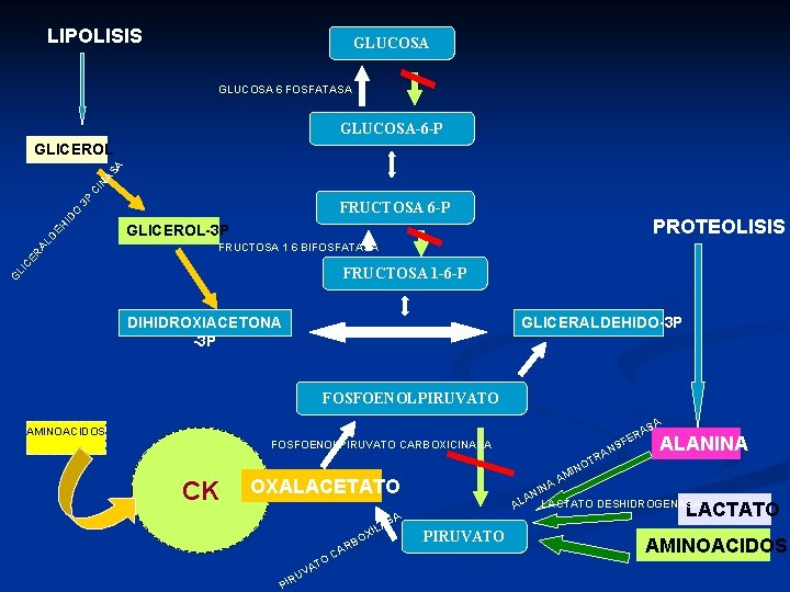 LIPOLISIS GLUCOSA 6 FOSFATASA GLUCOSA-6 -P FRUCTOSA 6 -P PROTEOLISIS GLICEROL-3 P FRUCTOSA 1