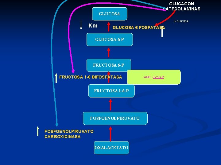 GLUCAGON CATECOLAMINAS GLUCOSA Km INDUCIDA GLUCOSA 6 FOSFATASA GLUCOSA-6 -P FRUCTOSA 1 -6 BIFOSFATASA