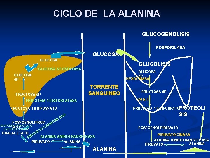 CICLO DE LA ALANINA GLUCOGENOLISIS FOSFORILASA GLUCOSA GLUCOLISIS GLUCOSA 6 FOSFATASA GLUCOSA 6 P