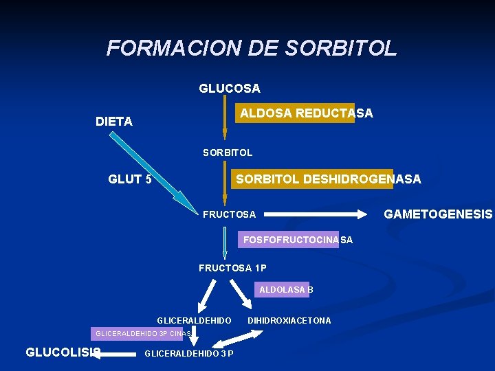 FORMACION DE SORBITOL GLUCOSA ALDOSA REDUCTASA DIETA SORBITOL GLUT 5 SORBITOL DESHIDROGENASA GAMETOGENESIS FRUCTOSA