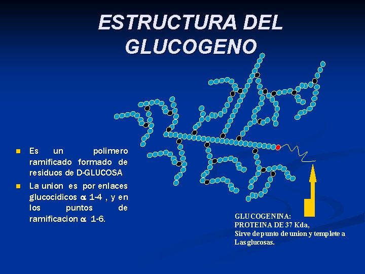 ESTRUCTURA DEL GLUCOGENO n n Es un polimero ramificado formado de residuos de D-GLUCOSA
