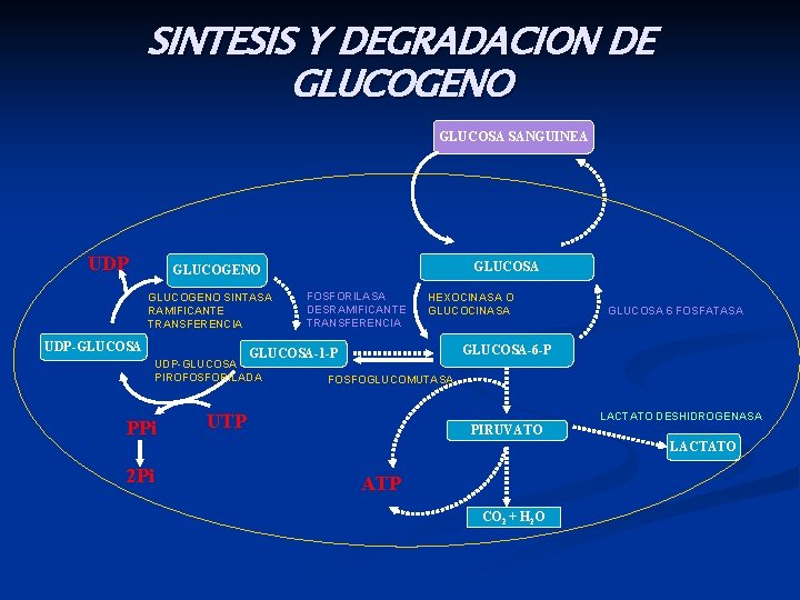 SINTESIS Y DEGRADACION DE GLUCOGENO GLUCOSA SANGUINEA UDP GLUCOSA GLUCOGENO SINTASA RAMIFICANTE TRANSFERENCIA UDP-GLUCOSA