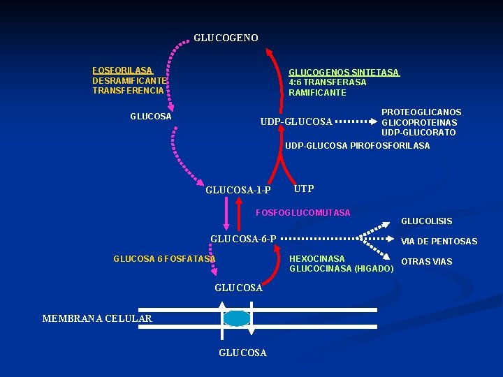 GLUCOGENO FOSFORILASA DESRAMIFICANTE TRANSFERENCIA GLUCOGENOS SINTETASA 4: 6 TRANSFERASA RAMIFICANTE GLUCOSA UDP-GLUCOSA PROTEOGLICANOS GLICOPROTEINAS