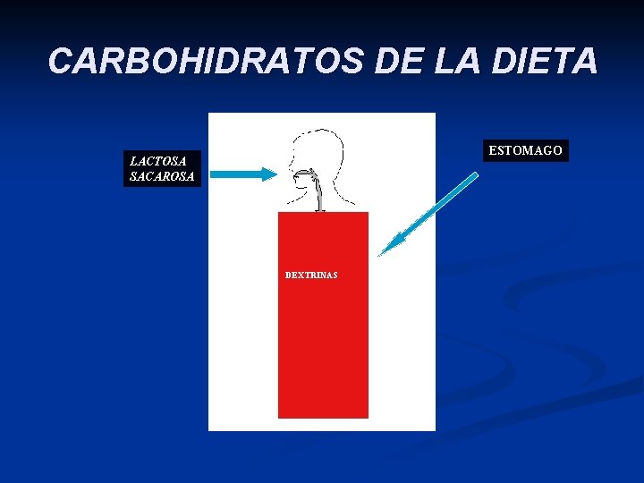 CARBOHIDRATOS DE LA DIETA ESTOMAGO LACTOSA SACAROSA DEXTRINAS 