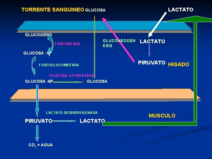 TORRENTE SANGUINEO GLUCOSA LACTATO GLUCOGENO GLUCONEOGEN ESIS FOSFORILASA LACTATO GLUCOSA -1 P PIRUVATO HIGADO