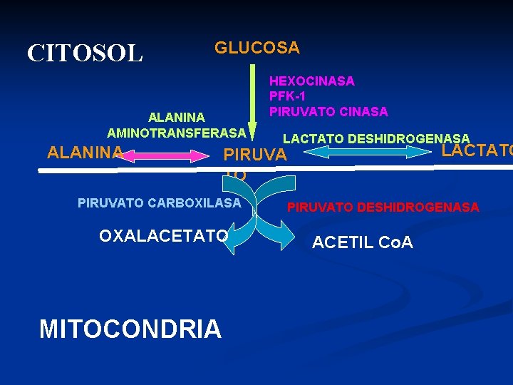 CITOSOL GLUCOSA ALANINA AMINOTRANSFERASA ALANINA LACTATO DESHIDROGENASA LACTATO PIRUVATO CARBOXILASA OXALACETATO MITOCONDRIA HEXOCINASA PFK-1