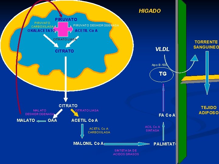 HIGADO PIRUVATO CARBOXILASA PIRUVATO DESHIDROGENASA OXALACETATO ACETIL Co A CITRATO LIASA VLDL CITRATO TORRENTE