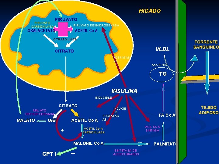 HIGADO PIRUVATO CARBOXILASA PIRUVATO DESHIDROGENASA OXALACETATO ACETIL Co A CITRATO LIASA VLDL CITRATO TORRENTE