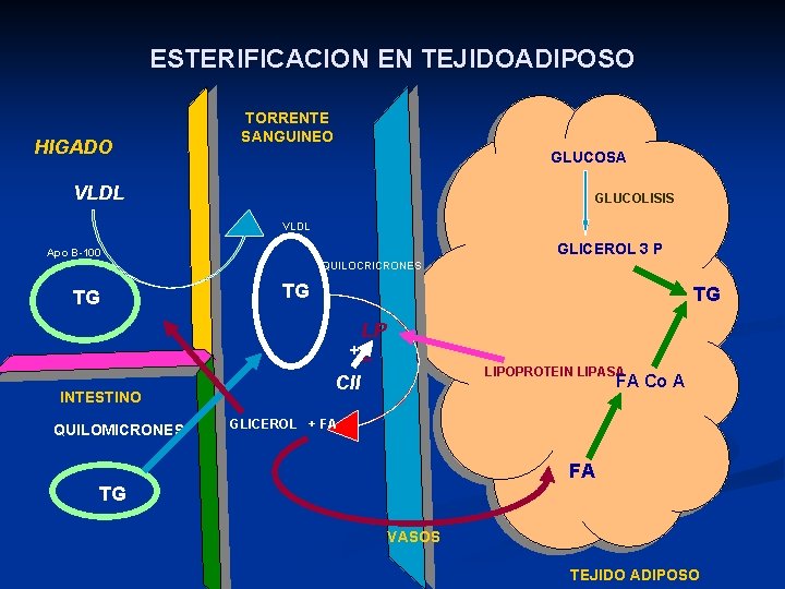 ESTERIFICACION EN TEJIDOADIPOSO HIGADO TORRENTE SANGUINEO GLUCOSA VLDL GLUCOLISIS VLDL GLICEROL 3 P Apo