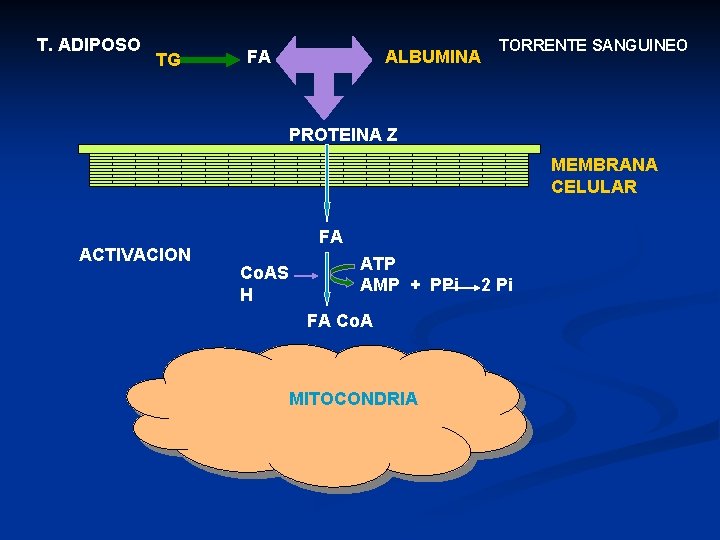 T. ADIPOSO TG FA ALBUMINA TORRENTE SANGUINEO PROTEINA Z MEMBRANA CELULAR ACTIVACION FA Co.