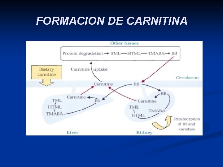 FORMACION DE CARNITINA 