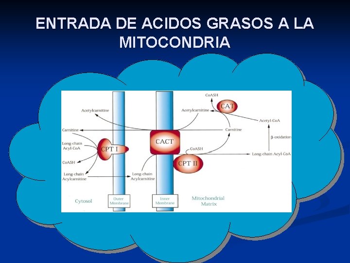 ENTRADA DE ACIDOS GRASOS A LA MITOCONDRIA 