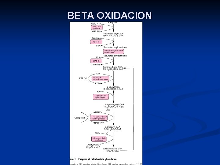 BETA OXIDACION 