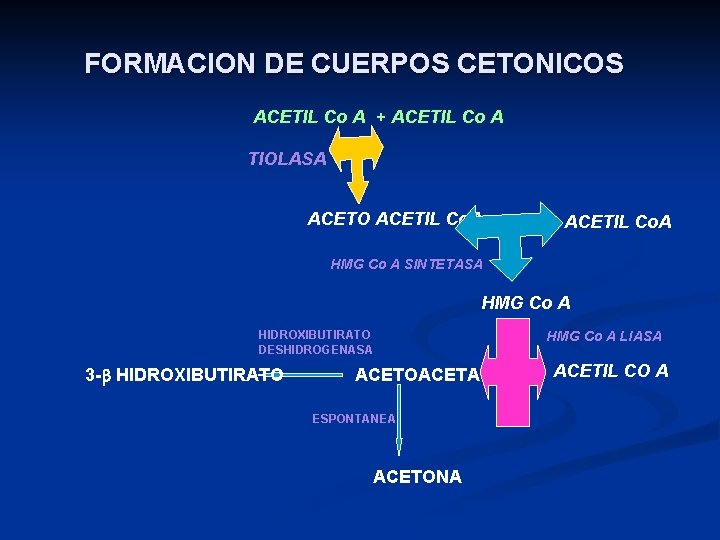 FORMACION DE CUERPOS CETONICOS ACETIL Co A + ACETIL Co A TIOLASA ACETO ACETIL