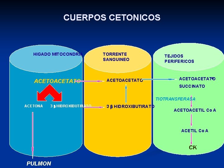 CUERPOS CETONICOS HIGADO MITOCONDRIA ACETOACETATO TORRENTE SANGUINEO ACETOACETATO TEJIDOS PERIFERICOS + ACETOACETATO SUCCINATO TIOTRANSFERASA