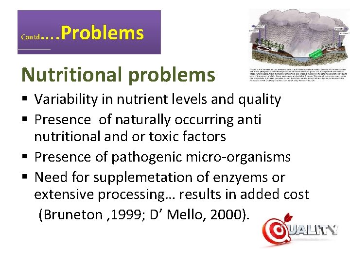 Contd …. Problems Nutritional problems § Variability in nutrient levels and quality § Presence
