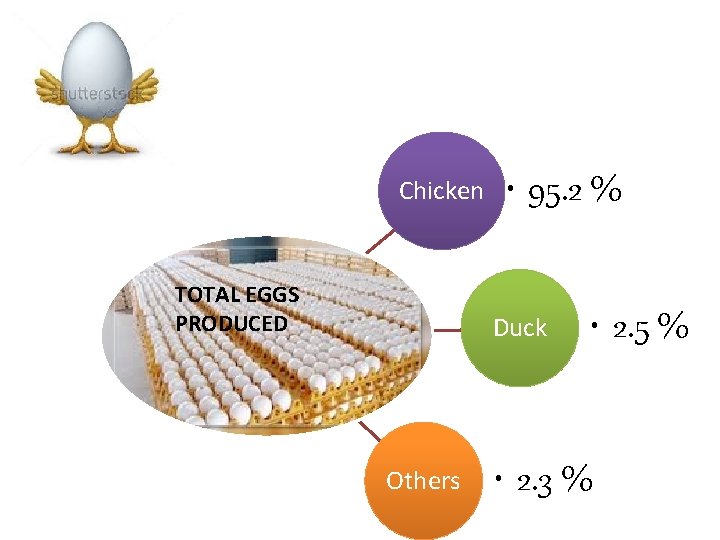 Chicken TOTAL EGGS PRODUCED • 95. 2 % Duck Others • 2. 5 %