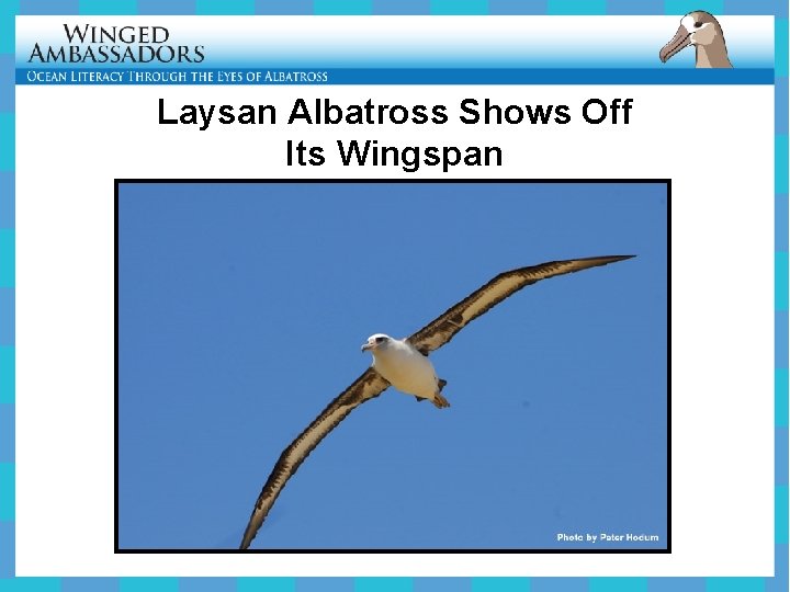 Laysan Albatross Shows Off Its Wingspan 