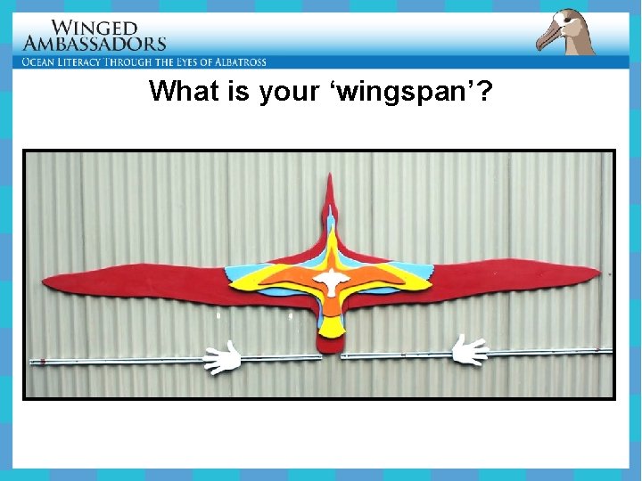 What is your ‘wingspan’? 
