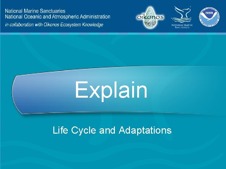 Explain Life Cycle and Adaptations 