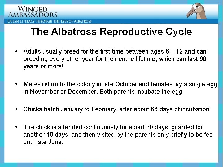 The Albatross Reproductive Cycle • Adults usually breed for the first time between ages