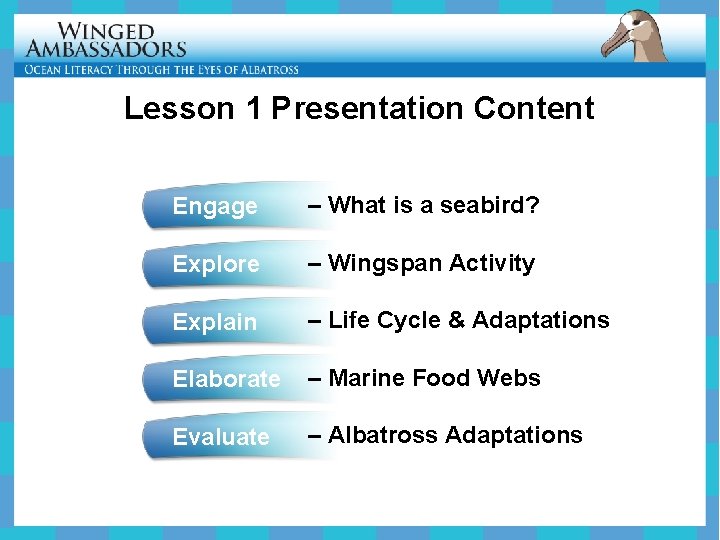 Lesson 1 Presentation Content Engage – What is a seabird? Explore – Wingspan Activity