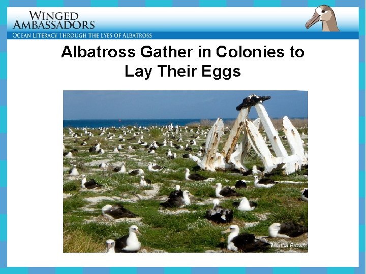 Albatross Gather in Colonies to Lay Their Eggs 
