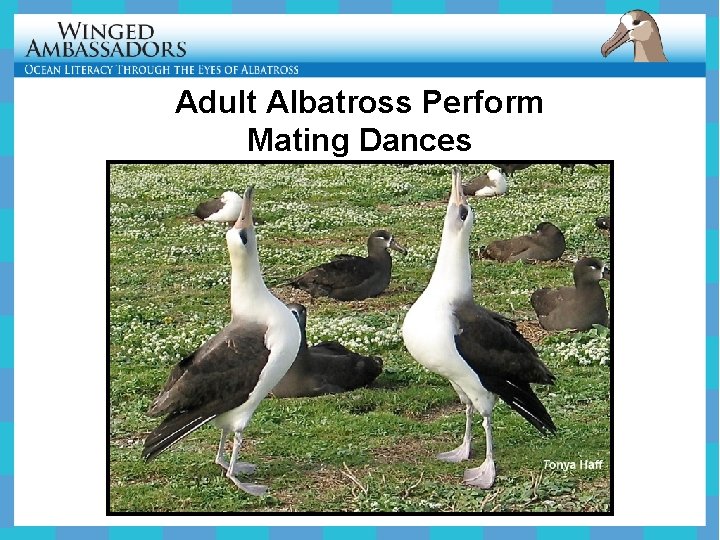 Adult Albatross Perform Mating Dances 