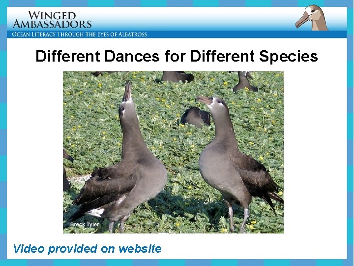 Different Dances for Different Species Video provided on website 
