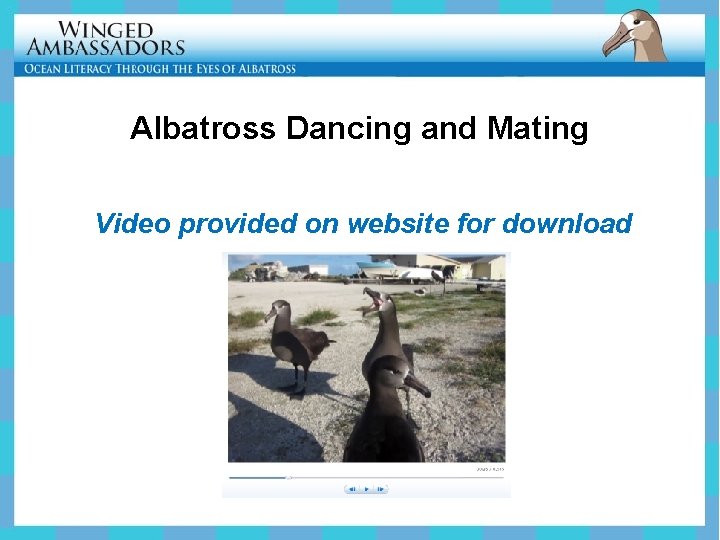 Albatross Dancing and Mating Video provided on website for download 