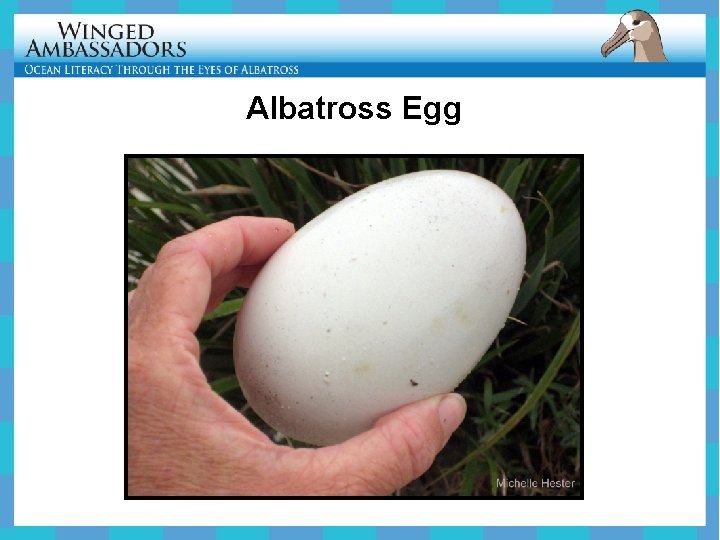Albatross Egg 