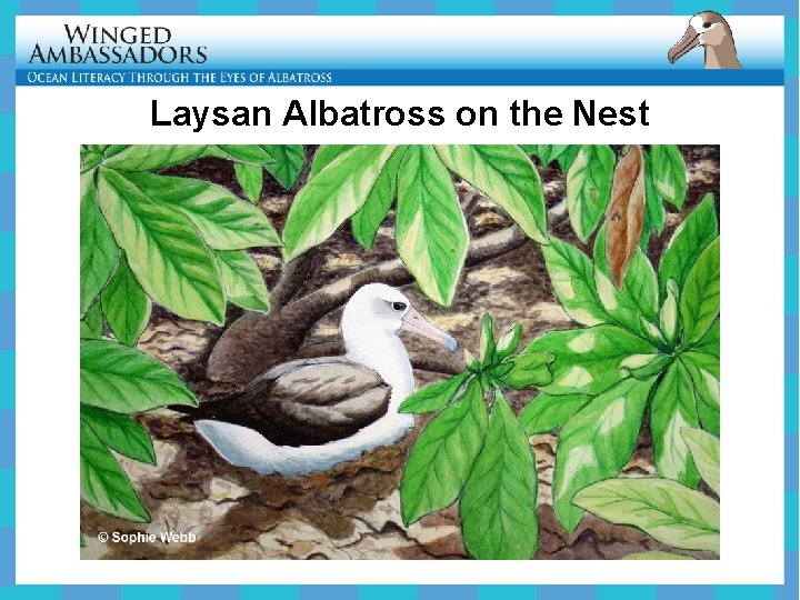 Laysan Albatross on the Nest 