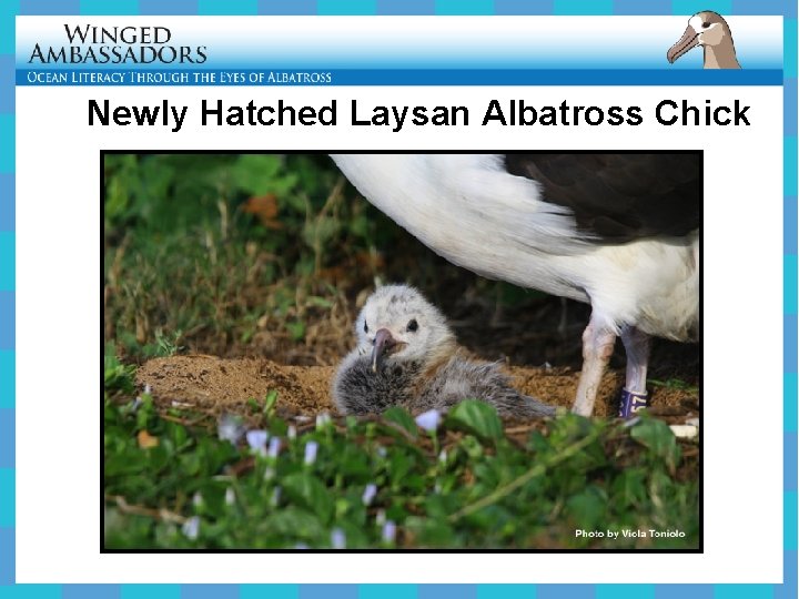 Newly Hatched Laysan Albatross Chick 