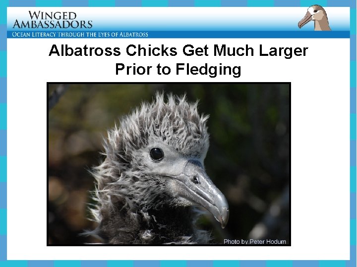 Albatross Chicks Get Much Larger Prior to Fledging 