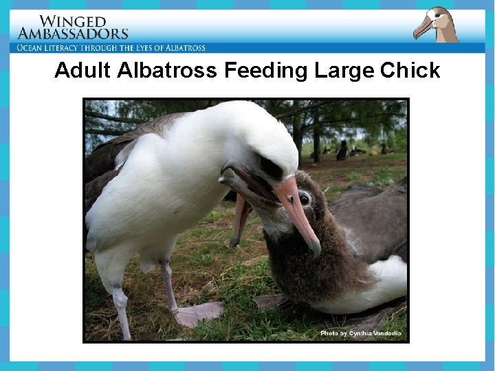 Adult Albatross Feeding Large Chick 