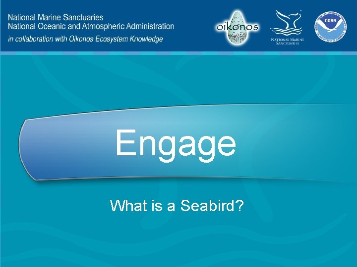Engage What is a Seabird? 