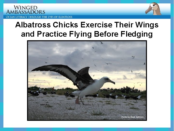 Albatross Chicks Exercise Their Wings and Practice Flying Before Fledging 
