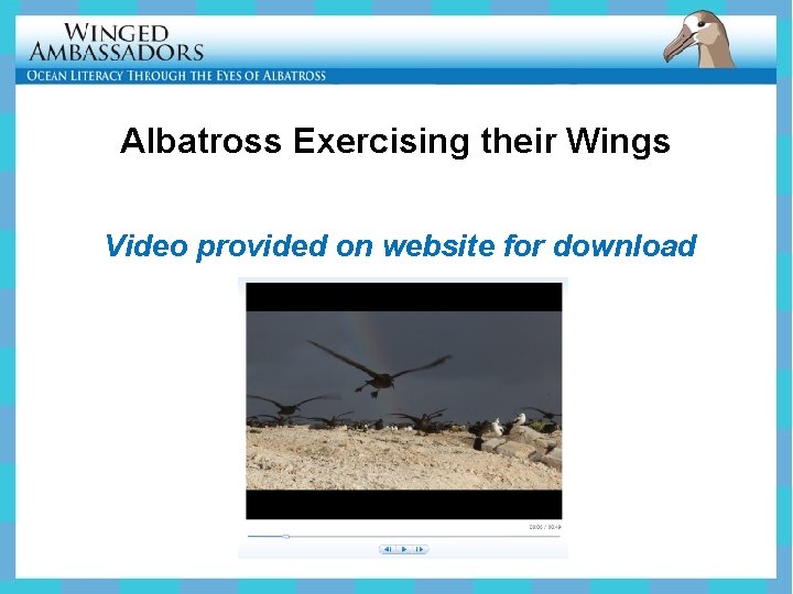 Albatross Exercising their Wings Video provided on website for download 