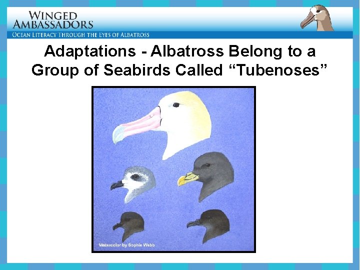 Adaptations - Albatross Belong to a Group of Seabirds Called “Tubenoses” 