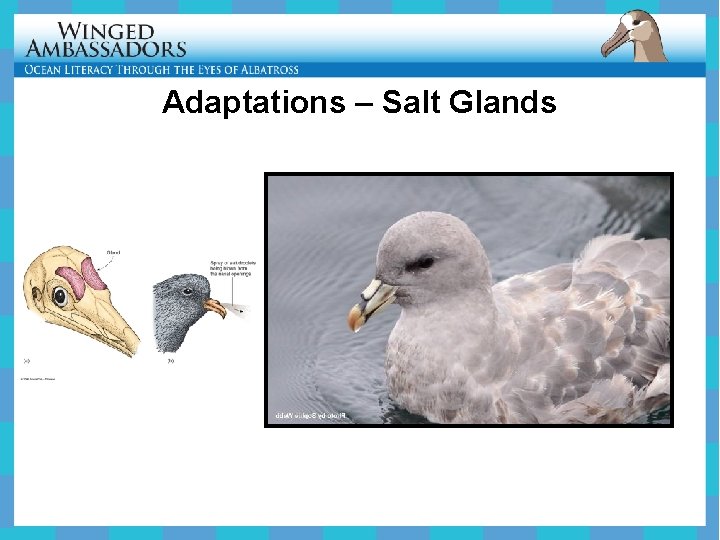 Adaptations – Salt Glands 