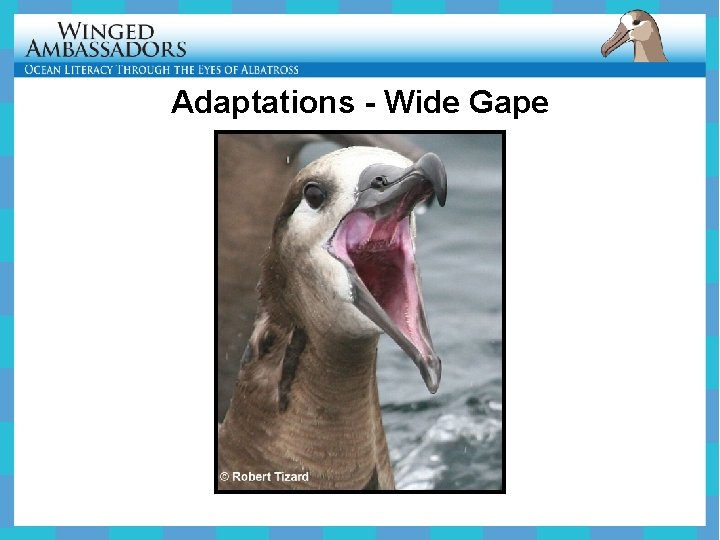 Adaptations - Wide Gape 