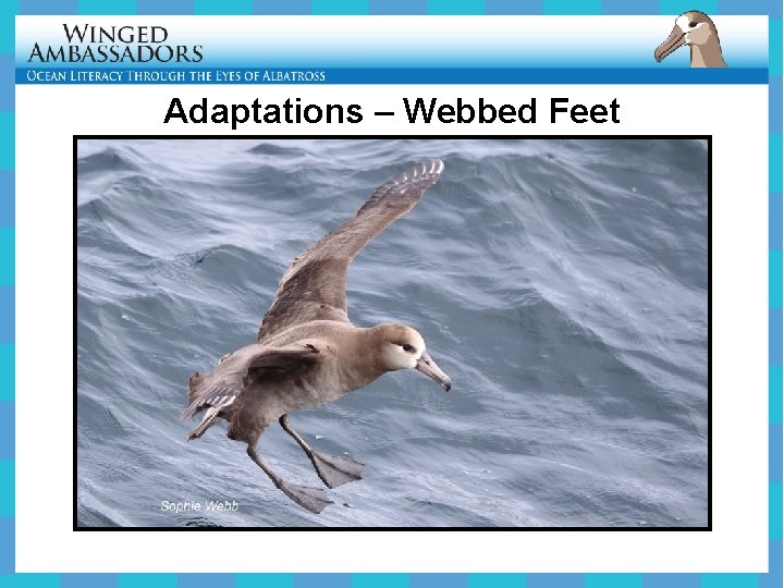 Adaptations – Webbed Feet 